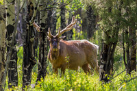 Fauna