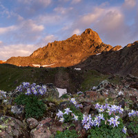 Columbines awaiting the sun below Wetterhorn Peak, Uncompagre Wilderness, CO