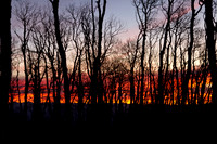 Bare Aspens at Sunrise, Flattops Wilderness, CO
