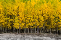 Turning Aspens, Roosevelt National Forest, CO