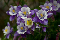 Flora