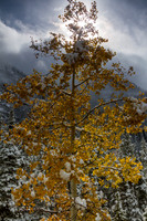 Late Aspen colors with early snow, Hunter-Frying Pan Wilderness, CO